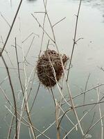 un' avvicinamento di un' asciutto pianta su il lago con uccello nido foto