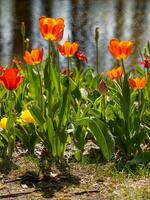 verticale foto di il rosso tulipani davanti di il lago sotto luce del sole