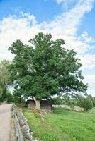 vecchio quercia albero su un' ciglio della strada vicino un' prato. campo con erba, blu cielo. paesaggio foto