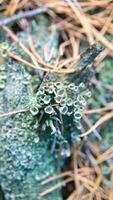 tazza lichenam foresta pavimento. pino aghi e muschio. macro tiro a partire dal botanica. natura foto