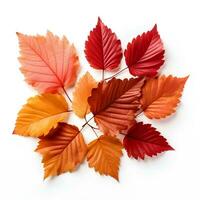 autunno le foglie su isolato bianca sfondo, ai generativo foto