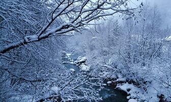 bellissimo inverno paesaggio di inverno alberi su il sfondo di un' montagna fiume foto