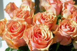 sfondo di bellissima reale grande rosa Rose. copia spazio foto