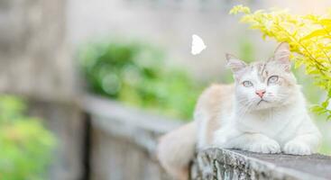 il carino gatto addormentato su un' che perde parete nel il mattina dopo mangiare. avvicinamento, copia spazio su sinistra per design o testo. nessuno, no le persone, sfocato sfondo foto