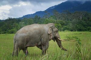 bellissimo maschio elefante con grande avorio in piedi su verde campo di khao yai nazionale parco, Khaoyai è uno di maggior parte importante naturale santuario nel Sud est Asia foto