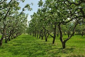 avvicinamento di ciliegia fiorire nel pieno fioritura. ciliegia fiori nel primavera. ciliegia albero ramo nel giardino. giapponese sakura. primavera concetto. primavera fioritura di frutta alberi. delicato bianca fiori foto