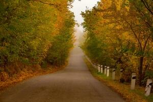 autunnale strada nel il foresta con ingiallito alberi e nebbia foto