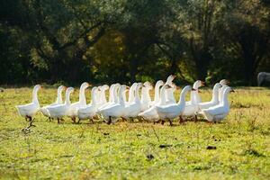 gruppo di bianca oche su il prato nel autunno giorno. foto