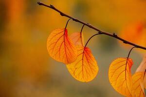 foto con colorato autunno le foglie. sfondo con magico autunno.