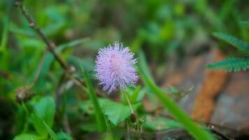 timido Principessa fiore o mimosa pudica o putri malu in crescita in giro il erba foto