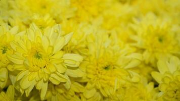 sfocato di giallo crisantemo fiori a partire dal giardino pronto per rendere mazzo per nozze, la laurea, anniversario, e Amati le persone. giallo crisantemo fiore per il sfondo foto