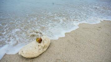 coralli scogliera e piccolo o immaturo o giovane Noce di cocco su il sabbia colpire di onde di blu mare acqua con schiuma. Visualizza bellissimo tropicale spiaggia con onde, sabbia spiaggia e su marina spiaggia nel Kalianda, lampung foto