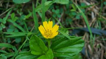 sfocato di giallo crisantemo fiori a partire dal giardino pronto per rendere mazzo per nozze, la laurea, anniversario, e Amati le persone. giallo crisantemo fiore per il sfondo foto