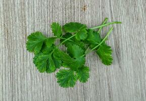 foglie di coriandolo verde foto