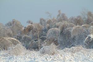 bellissima foresta invernale foto