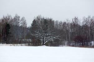 bellissimo inverno nevoso paesaggio foto