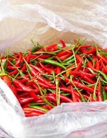 peperoncino rosso e verde in un sacchetto di plastica in thailandia foto