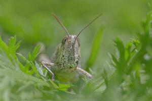 cavalletta seduta nel verde erba foto