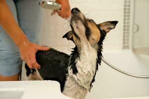 il ragazza lavaggi il cane. igiene di animali domestici. bagnarsi il cane con shampoo. acqua gocciolante su il cane foto