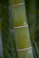 originale verde naturale sfondo con bambù gambi nel avvicinamento foto