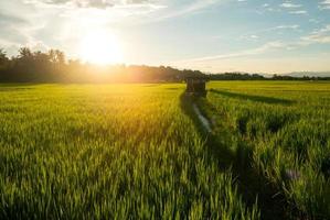 paesaggio campo di riso verde e tramonto bellissimo scenario naturale foto