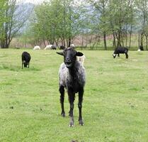 nero capra in piedi su un' verde campo foto