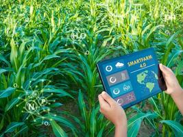 inteligente agricoltura con iot. in crescita Mais piantine con infografica. inteligente agricoltura e precisione agricoltura 4.0, contadino mano Tenere tavoletta nel Mais campo. foto