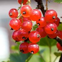 rosso ribes su il ramo foto