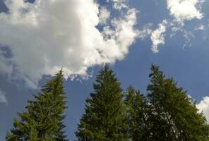 alto foresta alberi partire in il cieli foto