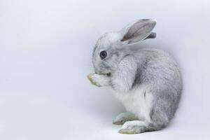 ritratto di un' carino Marrone asiatico coniglio in piedi su su posteriore gambe guardare su contro, avvicinamento per un' coniglietto uno lato Visualizza su un' bianca sfondo foto