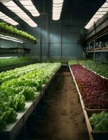 biologico idroponica verdura azienda agricola nel il mattina, azione foto ai generato