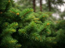 vicino su di abete albero brunch con luce del sole bokeh. superficiale messa a fuoco. soffice abete albero brunch vicino su. Natale sfondo concetto. copia spazio. foto