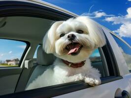 contento cane equitazione nel un' auto con suo testa su il finestra ai generativo foto