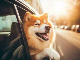 contento cane equitazione nel un' auto con suo testa su il finestra ai generativo foto