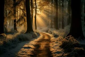 gelido rami su un' tranquillo foresta sentiero crogiolarsi nel inverno luce del sole ai generato foto