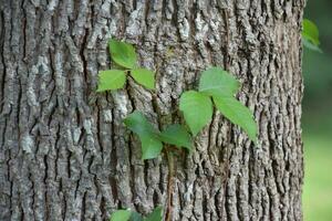 velenoso edera arrampicata su un' albero tronco foto