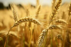 rustico bellezza nel un' orzo Grano campo, un' natura ispirato sfondo ai generato foto