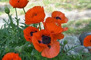 fioritura orientale papavero fiori su un' primavera giorno foto