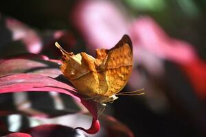 bella arancia incrociatore farfalla nel un' giardino foto