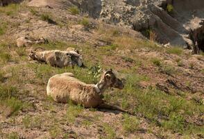 grande corno pecora riposo nel il calore di il estate giorno foto