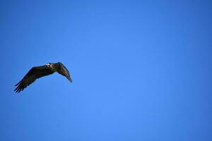 sbalorditivo volante falco pescatore uccello nel luminosa blu cieli foto