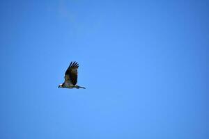lato profilo di un falco pescatore nel volo foto