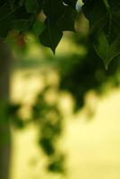 bellissimo verde le foglie fresco botanico all'aperto sfondo paesaggio foto