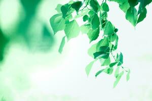 bellezza verde le foglie fresco botanico all'aperto sfondo arredamento paesaggio foto