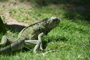 tropicale iguana con spine lungo suo indietro foto