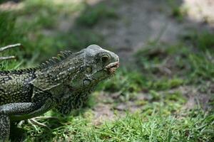 Affamato Comune iguana con il suo lingua picco su foto