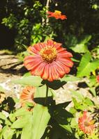 rosso fiori nel fioritura, ronzio con api. un' vivace fiore sfondo. foto