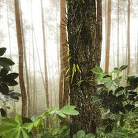 pino alberi nel il selvaggio parco ,avventura sfondo foto