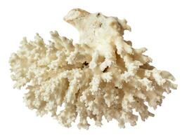 secco bianca corallo ramo isolato su bianca foto