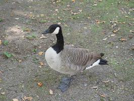 canada goose branta canadensis animale di classe aves uccelli foto